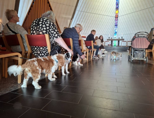 Helgistund og dýrablessun í Ytri-Njarðvíkurkirkju